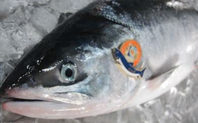 鮭児 最高値1匹64万円 羅臼港で今季初水揚げ 黒門市場 鮮魚川崎 鮭児 最高値1匹64万円 羅臼港で今季初水揚げ 黒門市場 鮮魚川崎