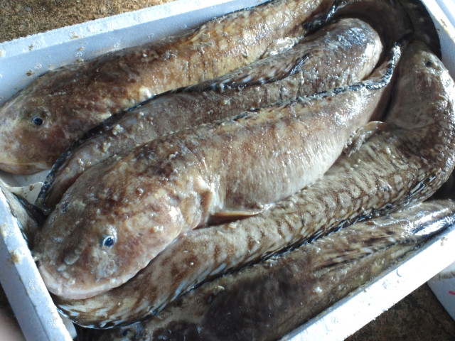 その怪魚の愛称は ババチャン 黒門市場 鮮魚川崎 その怪魚の愛称は ババチャン 黒門市場 鮮魚川崎